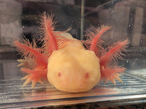 ~7-8 Male Mel Albino