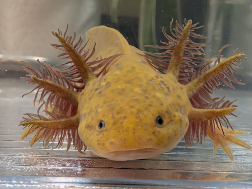 ~6-7" Hypomelanstic