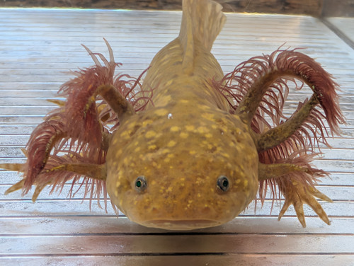 ~7" GFP Starburst Copper
