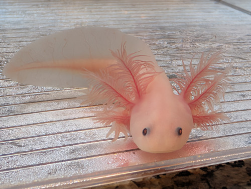 ~4-5" Hypo Axanthic Leucy