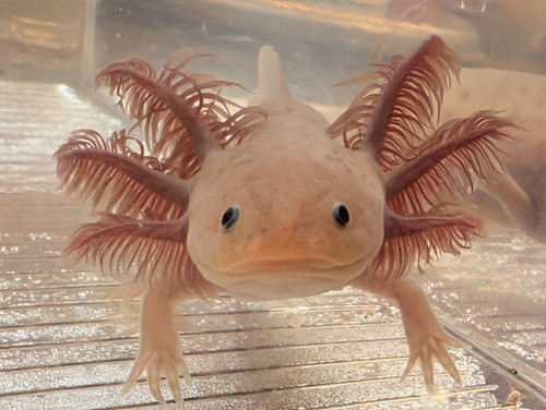 ~6-7" Hypo Mel