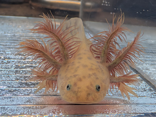 ~5" Hypomelanstic