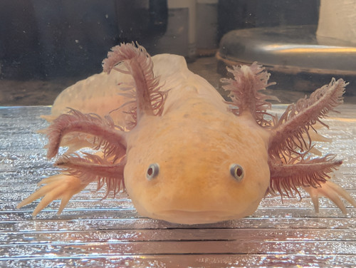 ~7-8" "Mustard" Male Yellow Hypomelanstic