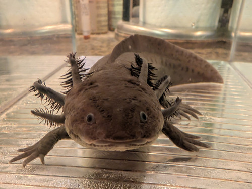 ~8-9" PRESUMED Female Melanoid HOLDBACK RELEASE