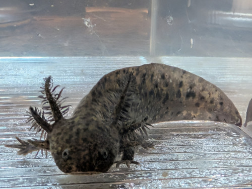 ~5-6" Dark Green Hypomelanstic
