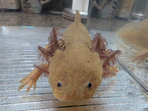 ~8-9" Hypo Axanthic
