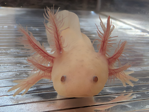 ~5-6" Hypomelanstic Axanthic Copper