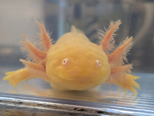 ~7-8" All-Het "Golden" Albino possibly Copper or Hypo too