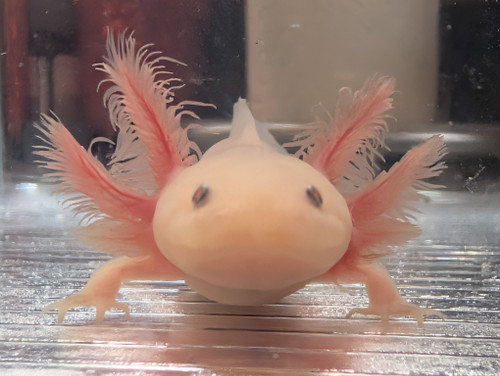 ~5-6" Hypo or Copper Leucy