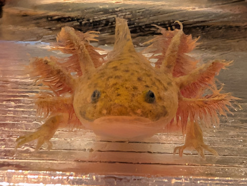 ~4-5" Hypomelanstic