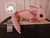 Axolotl Weighted SUPER Plushie PINK (Leucy) - TEMPORARILY SOLD OUT!