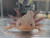 ~6"  Hypomelanstic Axanthic