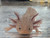 ~6"  Hypomelanstic Axanthic