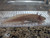 ~6"  Hypomelanstic Axanthic