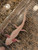 ~9-10" "Pitch Fork" Male Hypomelanstic Axanthic Copper Leucy