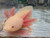 ~6-7" Presumed Female Hypomelanstic Leucy (Pre-order)