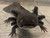 ~7-8" Dark Melanoid Axanthic