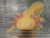 ~7" Yellow Hypo Mel Axanthic Albino (All-Het) (Presumed Female)