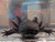 ~9"   Dark   Melanoid