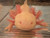 ~8-9" PRESUMED FEMALE Mel Albino (HOLDBACK RELEASE)