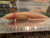 ~8-9" PRESUMED FEMALE Mel Albino (HOLDBACK RELEASE)