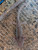 ~6-7" Hypo Axanthic