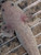 ~5-6" Hypomelanstic Axanthic