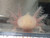 ~3-4" Hypomelanstic Melanoid Albino