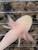 ~3-4" Hypomelanstic Melanoid Albino