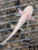 ~3-4" Hypomelanstic Melanoid Albino