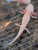 ~5-6" Hypomelanstic Melanoid Albino