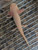 ~5-6" Hypomelanstic Axanthic Copper