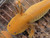 ~7-8" Mel Copper or Hypo Mel