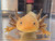~7-8" Mel Copper or Hypo Mel