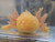 ~7-8" All-Het "Golden" Albino possibly Copper or Hypo too