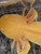 ~7-8" All-Het "Golden" Albino possibly Copper or Hypo too