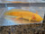 ~7-8" All-Het "Golden" Albino possibly Copper or Hypo too