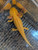 ~7-8" All-Het "Golden" Albino possibly Copper or Hypo too