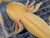 ~7-8" All-Het "Golden" Albino possibly Copper or Hypo too