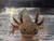 ~4-5" Wild-Type
