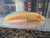 ~7-8" All-Het Mel Albino and possibly more