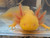 ~7-8" Mel Albino Het-All (Possibly More)
