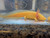 ~7-8" Mel Albino Het-All (Possibly More)