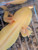 ~7-8" ALL-HET Mel Albino Possibly More