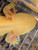 ~7-8" ALL-HET Mel Albino Possibly More
