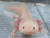 ~8-9" Hypo or Copper Mel or Axanthic Leucy