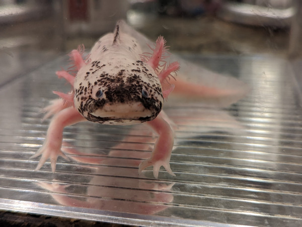 ~8-9" SOLD  Super Dirty Leucy Male