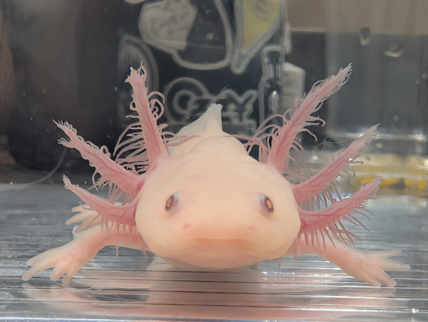 ~5" Hypomelanistic Leucy
