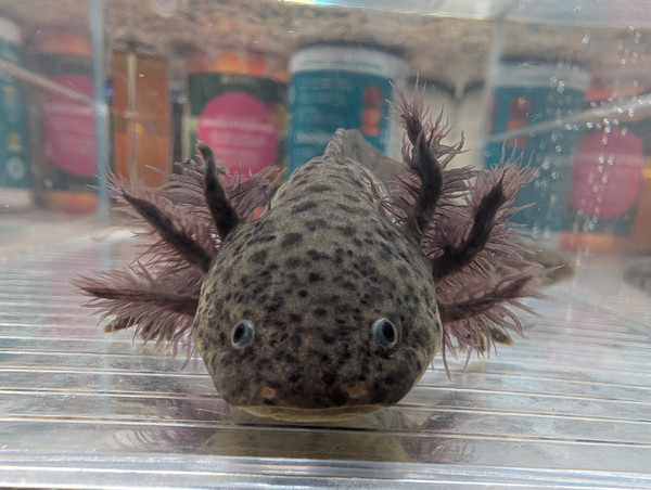 ~7- 8" Axanthic