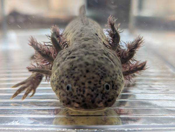 ~8" Male Axanthic